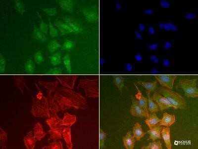 Immunocytochemistry/Immunofluorescence: PABP Antibody (10E10) - Azide and BSA Free [NBP2-80901] - PABP antibody was tested in HeLa cells at a 1:50 dilution using a Dylight 488 conjugated secondary antibody (Green). Actin (Red) and DNA (Blue) were counterstained using Phalloidin 568 and DAPI. Image from the standard format of this antibody.