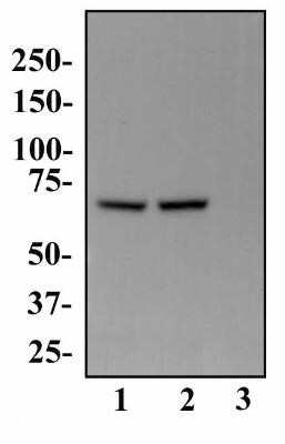 Western Blot: PABP Antibody (10E10) - Azide and BSA Free [NBP2-80901] - Analysis of PABP expression in 1) A-431, 2) HeLa and 3) NIH-3T3 whole cell lysates. Image from the standard format of this antibody.