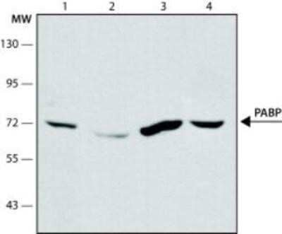 Western Blot: PABP Antibody (10E10) - Azide and BSA Free [NBP2-80901] - Cell line lysates were separated on SDS-PAGE and probed with 1 ug/mL Monoclonal Anti-PABP Clone: 10E10. The antibody was developed using Goat Anti-Mouse IgG-Peroxidase and a chemiluminescent substrate. (1) HEK293T, (2) HeLa, (3) G361 and (4) COS-7. Image from the standard format of this antibody.