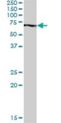 Western Blot PABPC3 Antibody - Azide and BSA Free