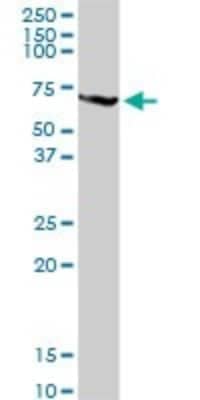 Western Blot: PABPC3 Antibody [H00005042-D01P] - Analysis of PABPC3 expression in mouse kidney.