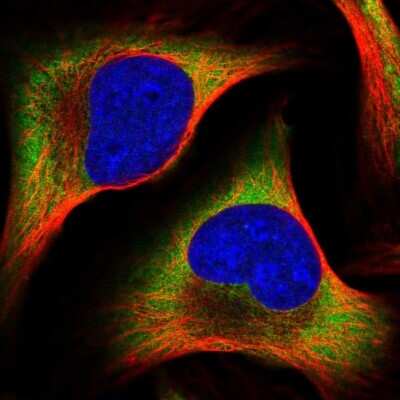 Immunocytochemistry/Immunofluorescence: PABPC4 Antibody [NBP2-58575] - Staining of human cell line U-2 OS shows localization to cytosol. Antibody staining is shown in green.