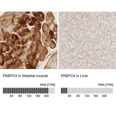 Immunohistochemistry-Paraffin PABPC4 Antibody - BSA Free