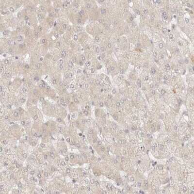 Immunohistochemistry-Paraffin PABPC4 Antibody - BSA Free