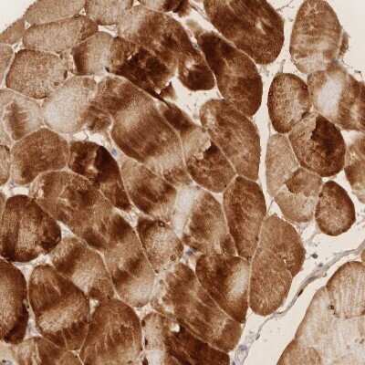 Immunohistochemistry-Paraffin PABPC4 Antibody - BSA Free