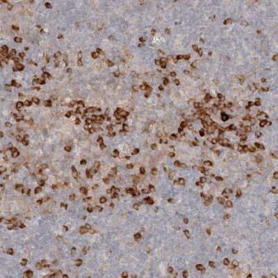 Immunohistochemistry-Paraffin PABPC4 Antibody - BSA Free
