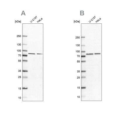 Western Blot PABPC4 Antibody - BSA Free