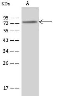 Western Blot: PABPC4 Antibody [NBP2-97931] - Lane A: U-251 MG Whole Cell LysateLysates/proteins at 30 ug per lane.SecondaryGoat Anti-Rabbit IgG (H+L)/HRP at 1/10000 dilution.Developed using the ECL technique.Performed under reducing conditions.Predicted band size:71 kDaObserved band size:74 kDa