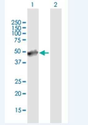 Western Blot: PABPN1L Antibody [H00390748-B01P-50ug] - Lane 1: LOC390748 transfected lysate(31.79 KDa). Lane 2: Non-transfected lysate.