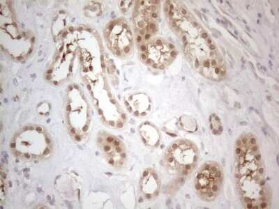 Immunohistochemistry PAC2 Antibody (OTI1E8)