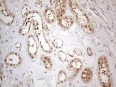 Immunohistochemistry: PAC2 Antibody (1E8) [NBP2-45438] - Analysis of Human Kidney tissue. (Heat-induced epitope retrieval by 1mM EDTA in 10mM Tris buffer (pH8.5) at 120C for 3 min)