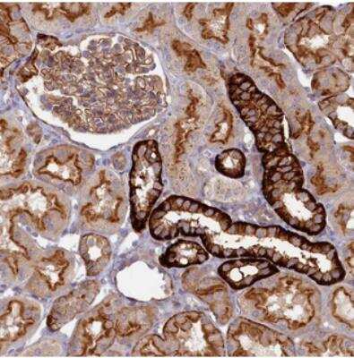 Immunohistochemistry: PAC2 Antibody [NBP2-30576] - Staining of human kidney shows strong cytoplasmic and membranous positivity in cells in tubules.
