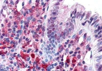 Immunohistochemistry-Paraffin: PACRG Antibody [NBP1-03274] - Staining of human colon. Immunohistochemistry of formalin-fixed, paraffin-embedded tissue after heat-induced antigen retrieval. Antibody concentration 5 ug/ml.