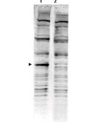 Western Blot: PACRG Antibody [NBP1-03274] - Affinity Purified anti-PACRG antibody shows detection of a band ~40 kD corresponding to human PACRG (arrowhead lane 1). Specific reactivity with this band is blocked when the antibody is pre-incubated with the immunizing peptide (lane 2). Approximately 35 ug of a mouse embryonic fibroblast (MEF) whole cell lysate was separated by 4-20% SDS-PAGE and transferred onto nitrocellulose. After blocking the membrane was probed with the primary antibody diluted to 1:1500 for 2h at room temperature followed by washes and reaction with a 1:10000 dilution of IRDye800 conjugated Gt-a-Rabbit IgG [H&L] MX ( for 45 min at room temperature.