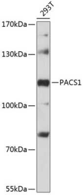 Western Blot: PACS1 Antibody [NBP2-93136] - Analysis of extracts of 293T cells, using PACS1 at 1:3000 dilution.Secondary antibody: HRP Goat Anti-Rabbit IgG (H+L) at 1:10000 dilution.Lysates/proteins: 25ug per lane.Blocking buffer: 3% nonfat dry milk in TBST.Detection: ECL Basic Kit .Exposure time: