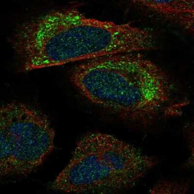 Immunocytochemistry/Immunofluorescence: PACS2 Antibody [NBP2-58824] - Staining of human cell line U-2 OS shows localization to mitochondria.