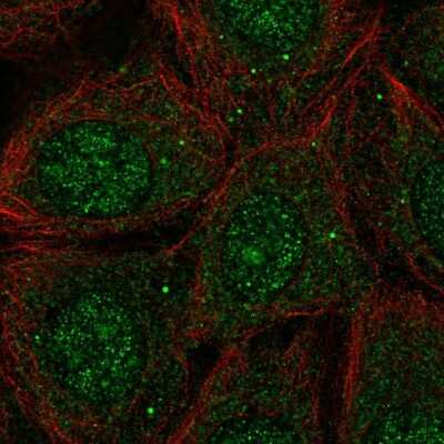 Immunocytochemistry/Immunofluorescence: PACSIN1 Antibody [NBP2-33756] - Staining of human cell line MCF7 shows localization to nucleus, nucleoli &amp; vesicles. Antibody staining is shown in green.