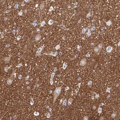 Immunohistochemistry-Paraffin: PACSIN1 Antibody [NBP1-87067] - Staining of human cerebral cortex shows high expression.