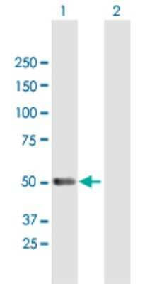 Western Blot: PACSIN1 Antibody [H00029993-B01P] - Analysis of PACSIN1 expression in transfected 293T cell line by PACSIN1 polyclonal antibody.  Lane 1: PACSIN1 transfected lysate(48.84 KDa). Lane 2: Non-transfected lysate.