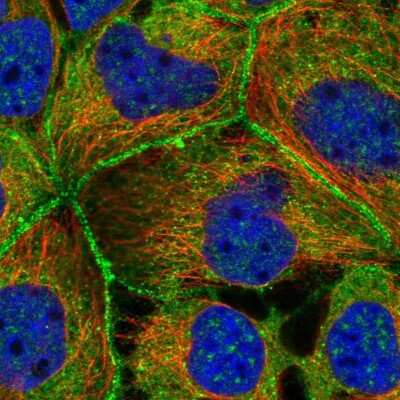 Immunocytochemistry/Immunofluorescence: PACSIN2 Antibody [NBP2-13723] - Staining of human cell line CACO-2 shows localization to nuclear speckles, plasma membrane, cytosol & vesicles. Antibody staining is shown in green.