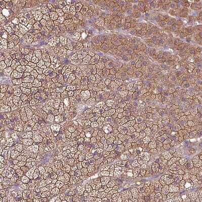 Immunohistochemistry-Paraffin: PACSIN2 Antibody [NBP2-13723] - Staining of human adrenal gland shows strong cytoplasmic and membranous positivity in glandular cells.