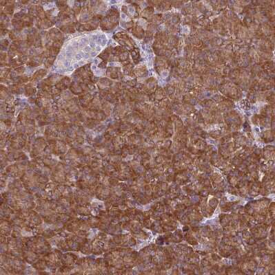 Immunohistochemistry-Paraffin: PACSIN2 Antibody [NBP2-13723] - Staining of human pancreas shows strong cytoplasmic positivity in exocrine glandular cells.