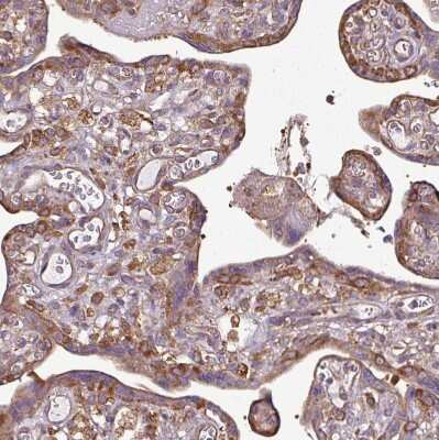 Immunohistochemistry-Paraffin: PACSIN2 Antibody [NBP2-13723] - Staining of human placenta shows weak to moderate cytoplasmic positivity in trophoblastic cells.