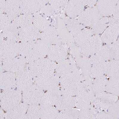 Immunohistochemistry-Paraffin: PACSIN2 Antibody [NBP2-13723] - Staining of human skeletal muscle shows no positivity in myocytes as expected.