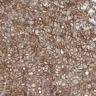 <b>Orthogonal Strategies Validation. </b>Immunohistochemistry-Paraffin: PACSIN2 Antibody [NBP2-56701] - Staining of human adrenal gland shows strong cytoplasmic and membranous positivity in glandular cells.