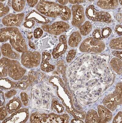 Immunohistochemistry-Paraffin: PACSIN2 Antibody [NBP2-56701] - Staining of human kidney shows moderate to strong cytoplasmic positivity in cells in tubules.