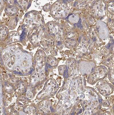 Immunohistochemistry-Paraffin: PACSIN2 Antibody [NBP2-56701] - Staining of human placenta shows weak to moderate cytoplasmic positivity in trophoblastic cells.