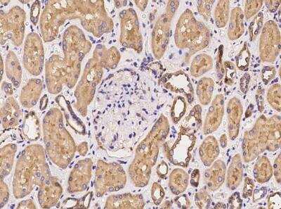 Immunohistochemistry-Paraffin: PACSIN2 Antibody [NBP3-06469] - Staining of human PACSIN2 in human kidney with rabbit polyclonal antibody at 1:100 dilution.