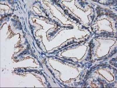 Immunohistochemistry-Paraffin: PACSIN3 Antibody (4F8) [NBP2-03475] - Staining of paraffin-embedded Human prostate tissue using anti-PACSIN3 mouse monoclonal antibody.