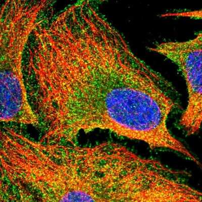 <b>Independent Antibodies Validation. </b>Immunocytochemistry/Immunofluorescence: PACSIN3 Antibody [NBP2-47339] - Immunofluorescent staining of human cell line U-2 OS shows localization to plasma membrane & cytosol.