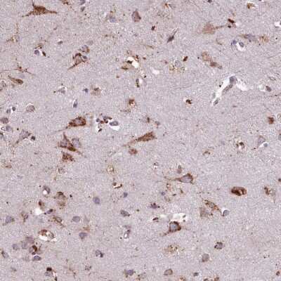 Immunohistochemistry-Paraffin: PACSIN3 Antibody [NBP2-47339] - Staining of human cerebral cortex shows strong cytoplasmic positivity in neuronal and glial cells.