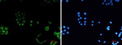 Immunocytochemistry/Immunofluorescence: PACSIN3 Antibody (S04-1F1) [NBP3-19817] - Immunocytochemistry of PACSIN3 (green) in Hela using NBP3-19817 at dilution 1/2, and DAPI (blue)