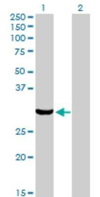 Western Blot: PACT Antibody (1B9-1A7) [H00008575-M01] - Analysis of PRKRA expression in transfected 293T cell line by PRKRA monoclonal antibody (M01), clone 1B9-1A7.Lane 1: PRKRA transfected lysate(34.4 KDa).Lane 2: Non-transfected lysate.