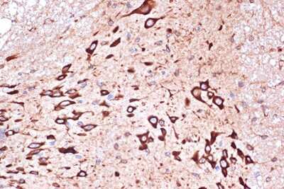 Immunohistochemistry-Paraffin: PACT Antibody (2W2E10) [NBP3-16701] - Immunohistochemistry of paraffin-embedded mouse spinal cord using PACTRabbit mAb (NBP3-16701) at dilution of 1:100 (40x lens).Perform microwave antigen retrieval with 10 mM Tris/EDTA buffer pH 9.0 before commencing with IHC staining protocol.