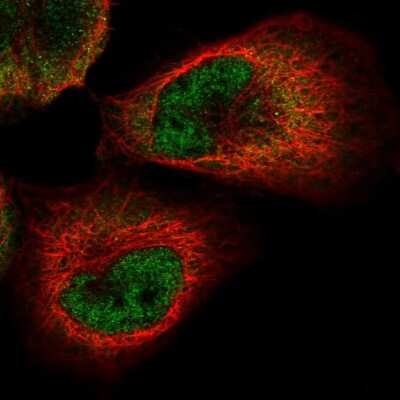 <b>Independent Antibodies Validation. </b>Immunocytochemistry/Immunofluorescence: PACT Antibody [NBP2-55123] - Staining of human cell line A-431 shows localization to nucleoplasm & cytosol.