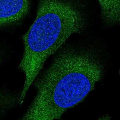 <b>Independent Antibodies Validation. </b>Immunocytochemistry/Immunofluorescence: PACT Antibody [NBP2-55124] - Staining of human cell line U-2 OS shows localization to cytosol.