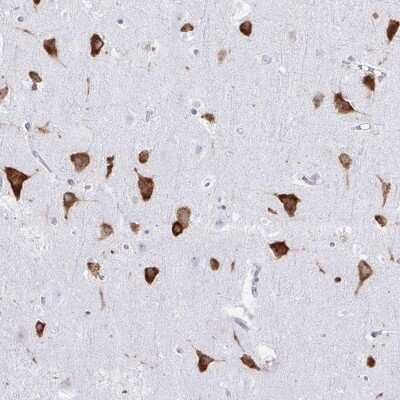 Immunohistochemistry-Paraffin: PACT Antibody [NBP2-55123] - Immunohistochemical staining of human cerebral cortex shows strong cytoplasmic positivity in neuronal cells.