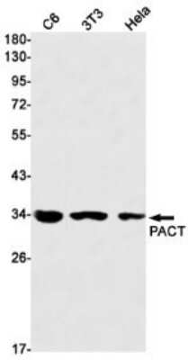 Western Blot: PACT Antibody (S04-8F7) [NBP3-15072] - Western blot detection of PACT in C6, 3T3, Hela cell lysates using PACT Rabbit mAb (1:1000 diluted). Predicted band size: 34kDa. Observed band size: 34kDa.