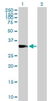 Western Blot: PACT Antibody [H00008575-B01P] - Analysis of PRKRA expression in transfected 293T cell line by PRKRA polyclonal antibody.  Lane 1: PRKRA transfected lysate(34.43 KDa). Lane 2: Non-transfected lysate.