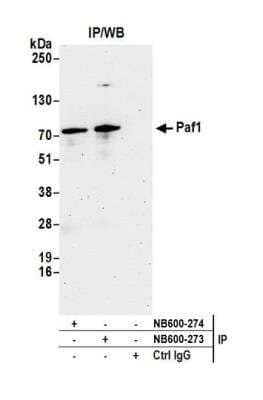 <b>Independent Antibodies Validation. </b>Immunoprecipitation: PAF1 Antibody [NB600-273] - Detection of human Paf1 by western blot of immunoprecipitates. Samples: Whole cell lysate (1.0 mg per IP reaction; 20% of IP loaded) from HeLa cells prepared using NETN lysis buffer. Antibodies: Affinity purified rabbit anti-Paf1 antibody NB600-273 used for IP at 3 ug per reaction. Paf1 was also immunoprecipitated by rabbit anti-Paf1 antibody NB600-274. For blotting immunoprecipitated Paf1, NB600-273 was used at 0.4 ug/ml. Detection: Chemiluminescence with an exposure time of 3 minutes.