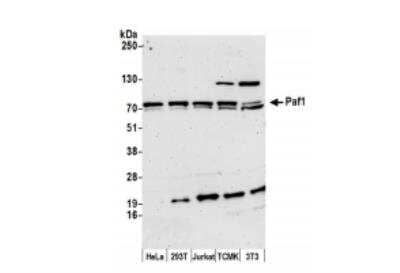 Western Blot: PAF1 Antibody [NB600-273] - Whole cell lysate (15 ug) from HeLa, 293T, Jurkat, mouse TCMK-1, and mouse NIH3T3 cells prepared using NETN lysis buffer. Antibody: Affinity purified rabbit antiPaf1 antibody used for WB at 0.1 ug/ml. Detection: Chemiluminescence with an exposure time of 3 minutes.