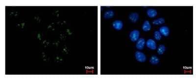 Immunocytochemistry/Immunofluorescence: PAF49 Antibody (635) [NBP2-43633] - Analysis of U2OS cells were fixed in 4% paraformaldehyde/PBS for 15 min. Green: CD3EAP protein stained by CD3EAP antibody diluted at 1:500. Blue: Hoechst 33342 staining.