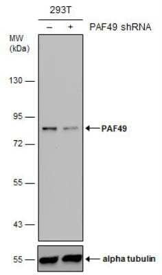 <b>Genetic Strategies Validation. </b>Western Blot: PAF49 Antibody (635) [NBP2-43633] - Non-transfected (-) and transfected (+) 293T whole cell extracts (50 ug) were separated by 7.5% SDS-PAGE, and the membrane was blotted with PAF49 antibody [635]. HRP-conjugated anti-mouset IgG antibody was used to detect the primary antibody.