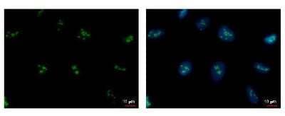 Immunocytochemistry/Immunofluorescence: PAF49 Antibody (7212) [NBP2-43592] - Analysis of U2OS cells were fixed in 4% paraformaldehyde/PBS for 15 min. Green: CD3EAP protein stained by CD3EAP antibody diluted at 1:500. Blue: Hoechst 33342 staining.