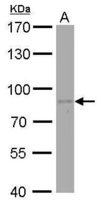 Western Blot: PAF49 Antibody (7212) [NBP2-43592] - Analysis of A. 30 ug 293T whole cell lysate/extract 7.5 % SDS-PAGE PAF49 antibody [7212] dilution: 1:500.