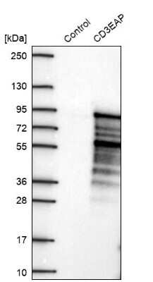 Western Blot: PAF49 Antibody [NBP1-90085] - Analysis in control (vector only transfected HEK293T lysate) and CD3EAP over-expression lysate (Co-expressed with a C-terminal myc-DDK tag (3.1 kDa) in mammalian HEK293T cells).